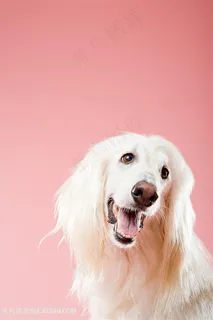 高清可爱阿富汗猎犬狗狗图片 高清可爱阿富汗猎犬狗狗图片