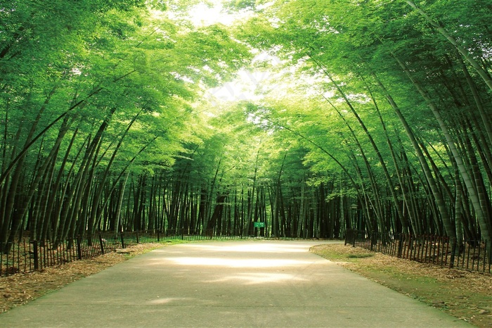 竹林小路背景