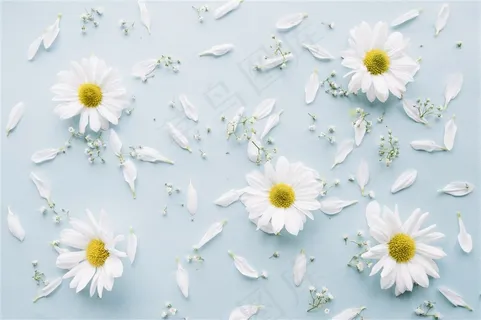春季春天白色菊花鲜花卉花瓣蓝色桌面背景