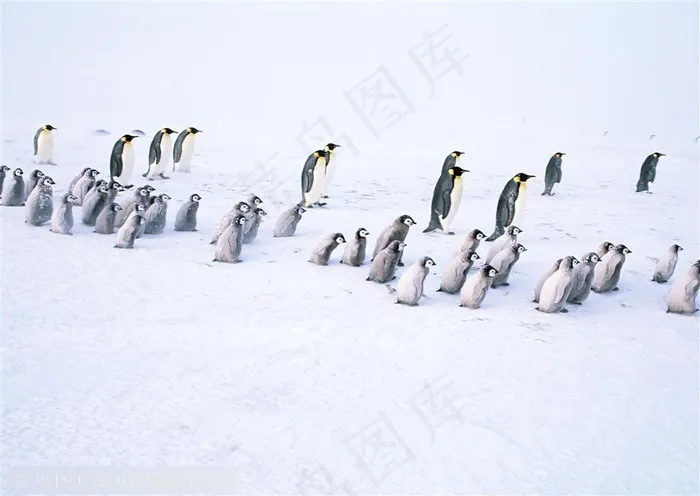 海洋鸟类-大企鹅小企鹅排排站着行走在雪地里