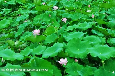 高清池塘绿色荷花素材图片 高清池塘绿色荷花素材图片