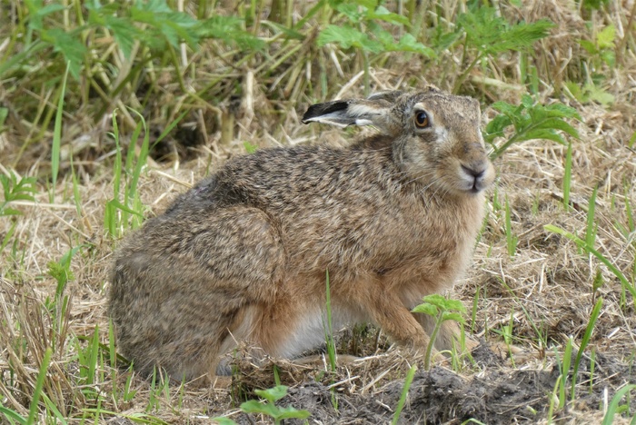 棕灰色野兔图片