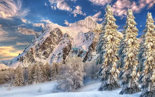 云杉树木雪景图片素材