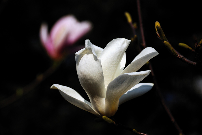 白玉兰花图片下载