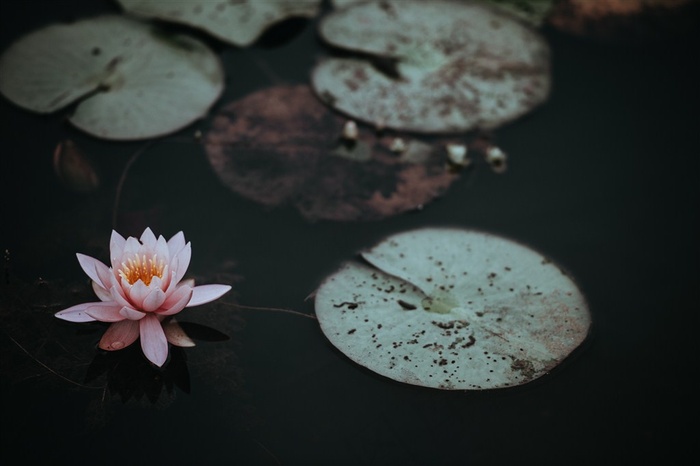 淡雅清新的莲花摄影大图