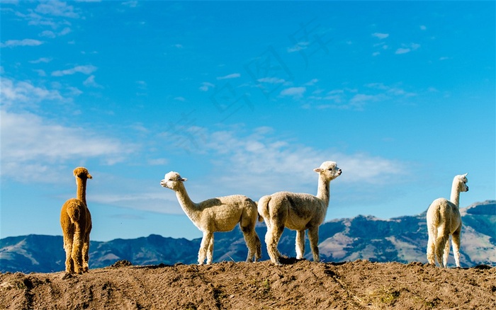 动物羊驼*摄影图