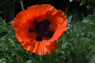 罂粟微距花朵图片