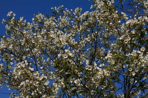 桃花盛开素材图片 桃花盛开素材图片