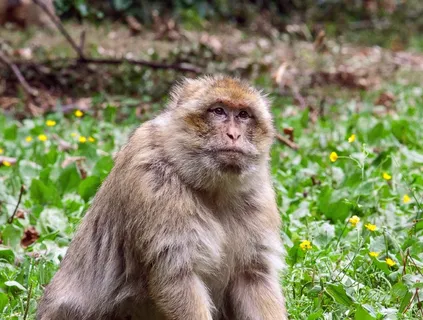 野生老猴子图片 野生老猴子图片