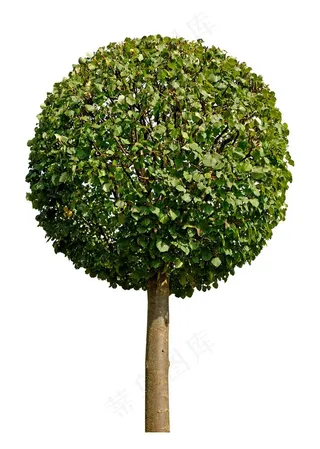 圆形大树高清图片