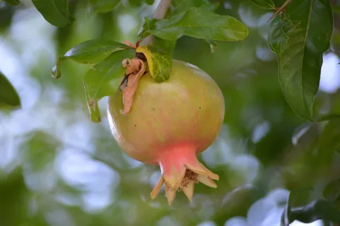 枝头绿色石榴图片 枝头绿色石榴图片