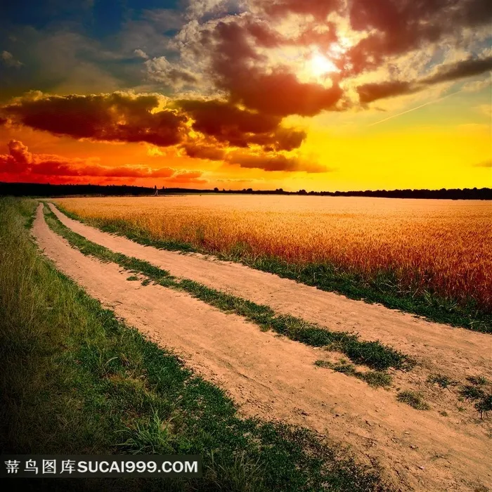 麦田小路唯美风景