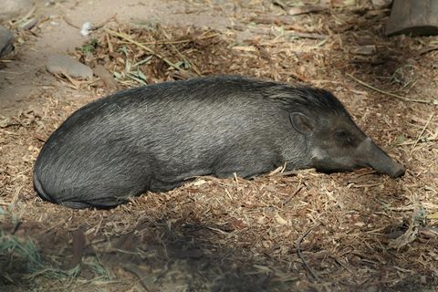 猪动物家畜畜生养猪农村牧场养殖黑猪野猪