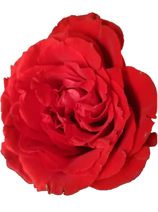 大红色玫瑰花朵免抠摄影实拍素材