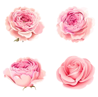 免抠粉色花朵素材