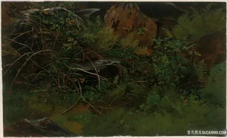 威廉 · 斯坦利 · 哈塞尔廷，自然研究