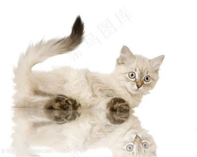 漂亮小猫动物高清图