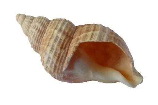 贝壳 PNG免抠(960x640)