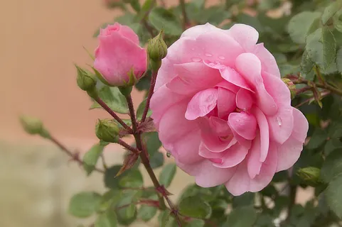 花朵 花束 植物 素材 (179) 花朵 花束 植物 素材 (179)