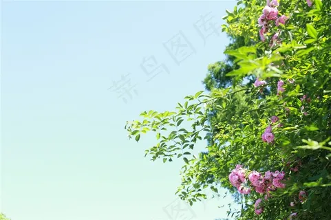 蓝天下的花朵 蓝天下的花朵