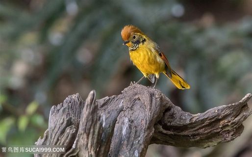 2K高清斑喉希鹛鸟类图片