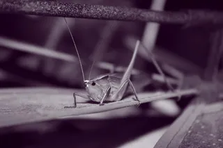 蚂蚱昆虫黑白图片