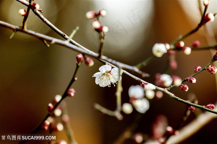 高清枝头梅花盛开图片