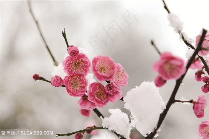 高清雪地傲骨梅花鲜花图片