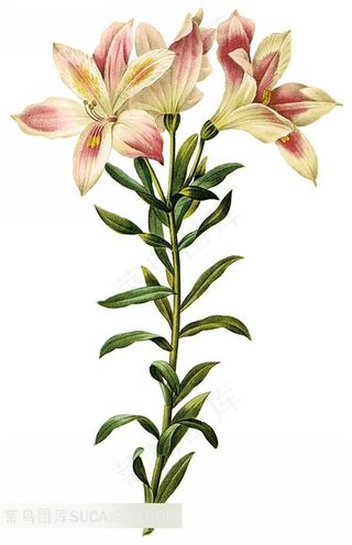 外国精美百合插图