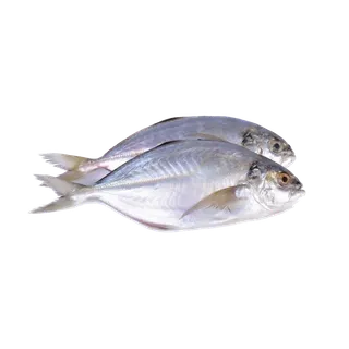 鱼类(70)海鲜超市商品红酒白底图免抠实物摄影png格式图片透明底