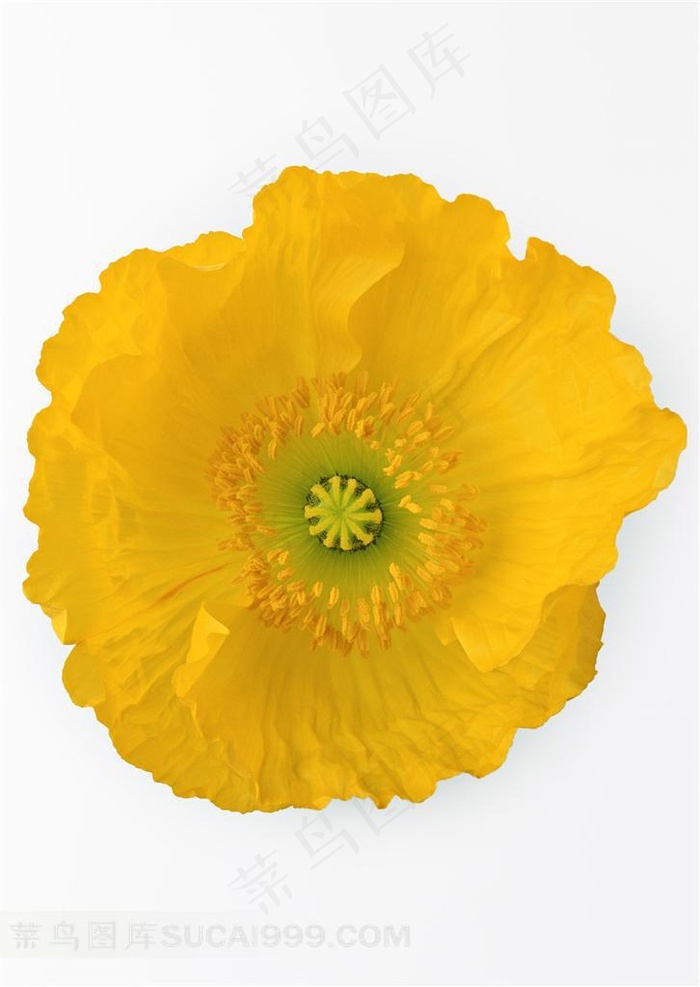 黄色小菊花白色背景