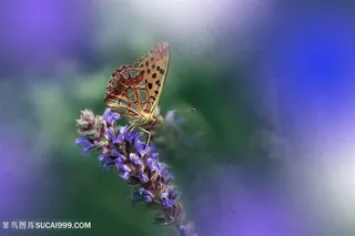 高清唯美蝴蝶采蜜紫色鲜花图片