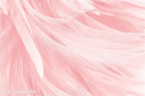 浅粉色羽毛底纹背景高清素材图片 浅粉色羽毛底纹背景高清素材图片