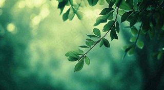 绿色树叶意境模糊光照叶子，春天夏日，春分立夏摄影图
