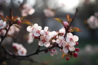 开花的中国传统梅花在阳光下摄影图