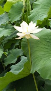 荷花主题一支荷花