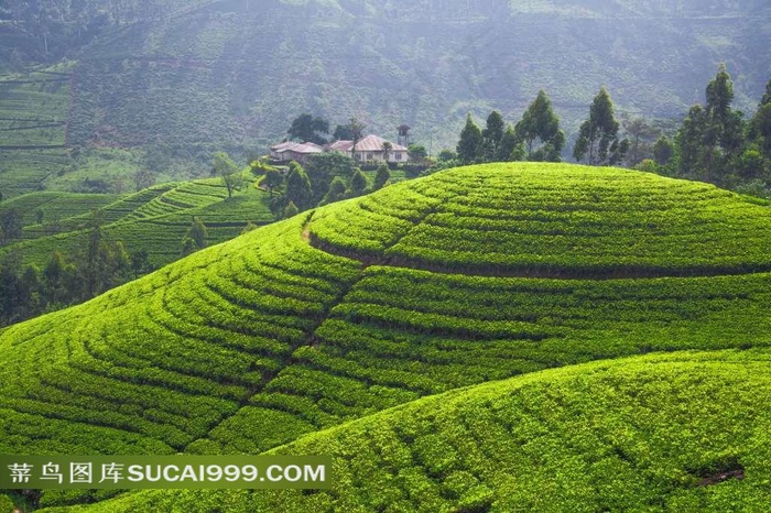 茶叶种植园