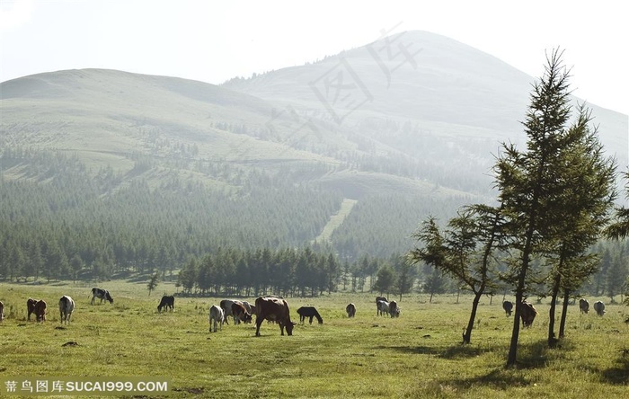 中国传统风景牧场晨曦