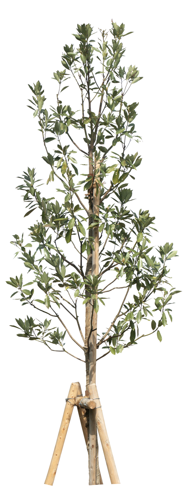 高清树木素材 免抠PSD植物素材 美术绘画园林贴图 树草灌木花草