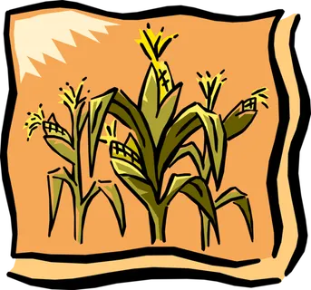 玉米画卡通简笔橘色