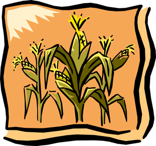 玉米画卡通简笔橘色