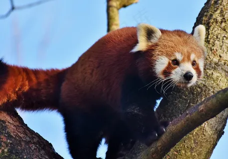 可爱棕色熊猫图片 可爱棕色熊猫图片