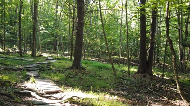 自然, 森林, 树, 远足, 营, 景观, 小路, 树木