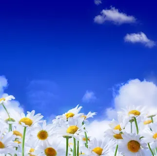 唯美蓝天雏菊高清图片 唯美蓝天雏菊高清图片