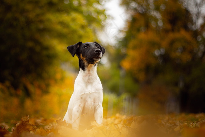 可爱小型田园犬图片