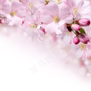 高清唯美樱花特写鲜花图片