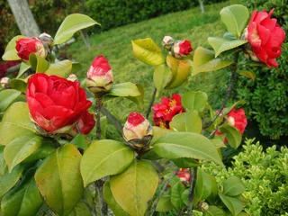 高清红色茶花图片