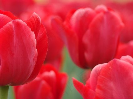 红色的郁金香图片