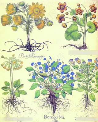 花卉复古植物插画