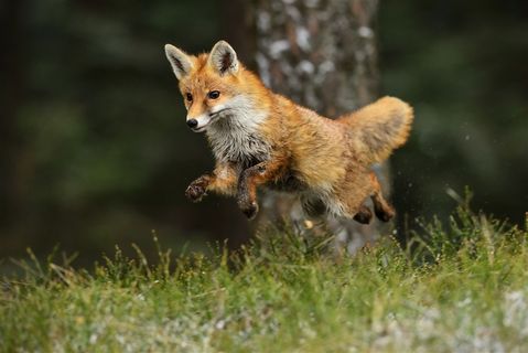 跳跃的狐狸图片